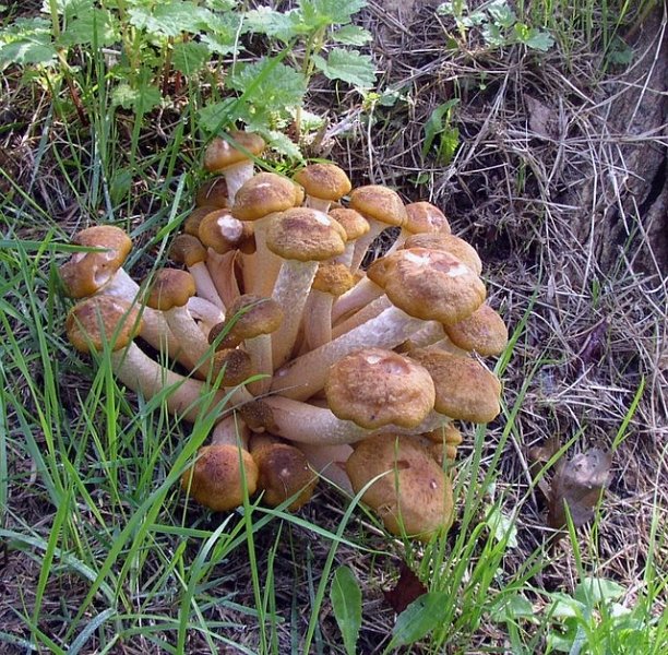 Armillaire couleur de miel